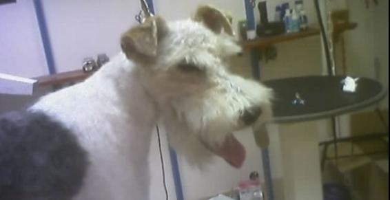 Toilettage chien de race