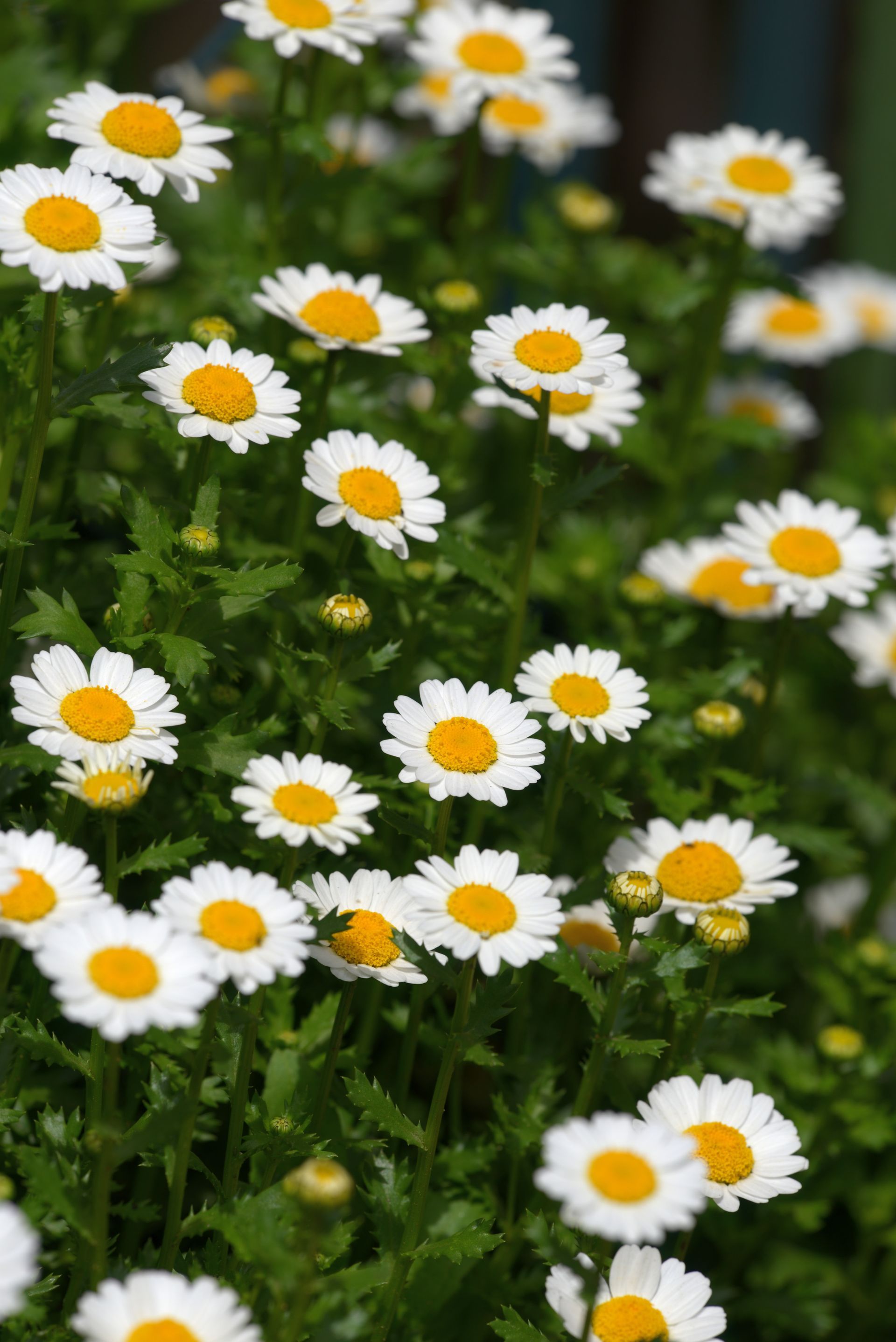 Valkoiset päivänkakkarat keltaisilla keskuksilla kukkivat rehevässä vihreässä puutarhassa
