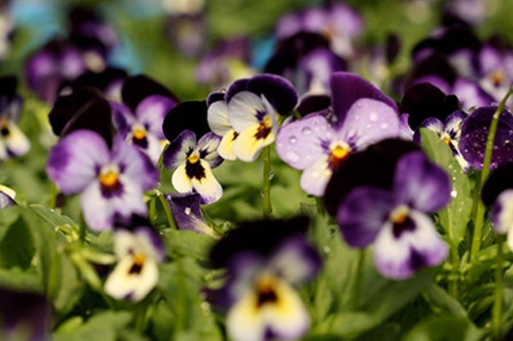Violetit ja keltaiset orvokit kukkivat aurinkoisessa puutarhapenkissä