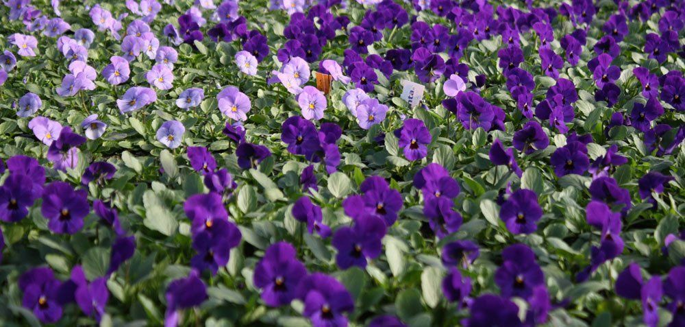Violetit ja valkoiset petuniat kukkivat tiheässä kukkapenkissä