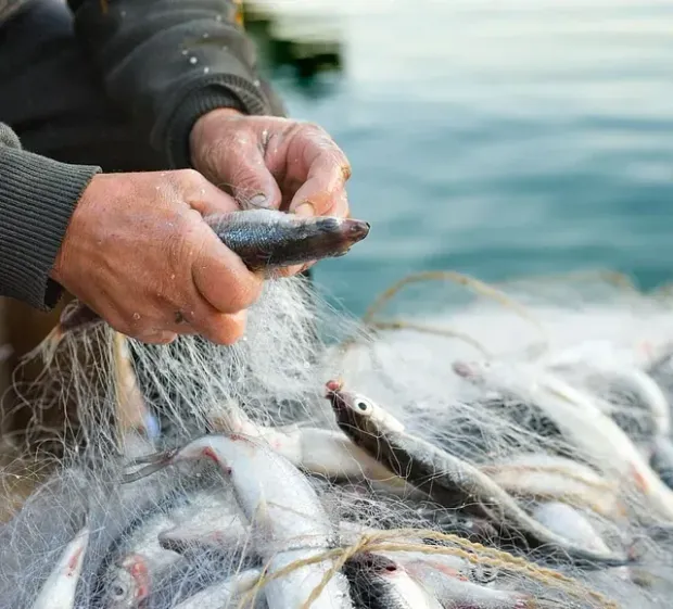 Un hombre está sacando peces de una red de pesca.