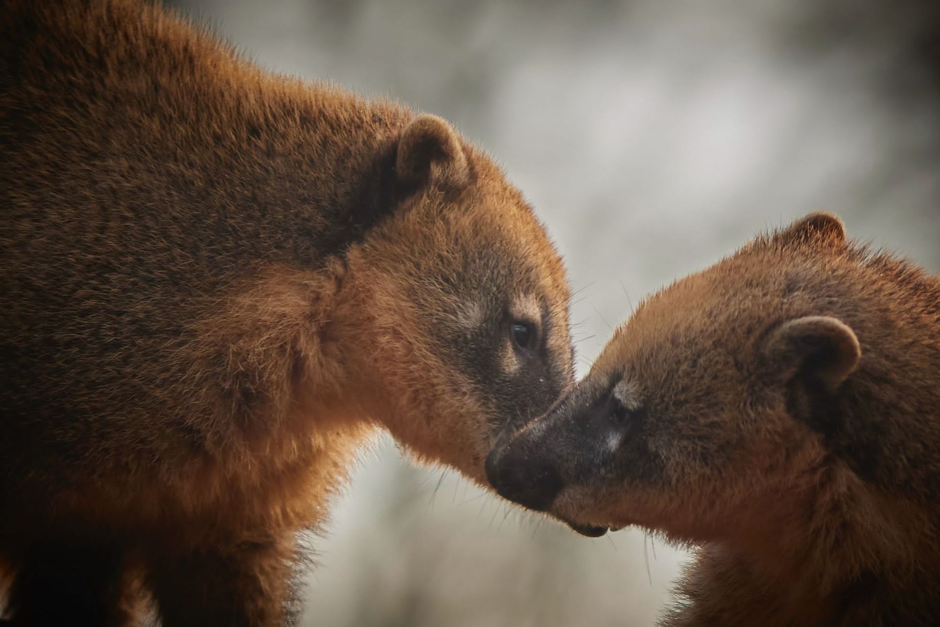 Natur- und Tierpark Erdmännchen