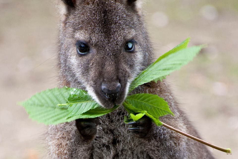 Natur- und Tierpark Tiere