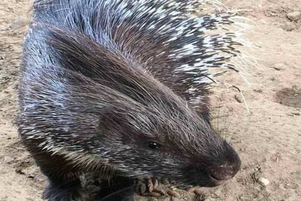 Natur- und Tierpark Python