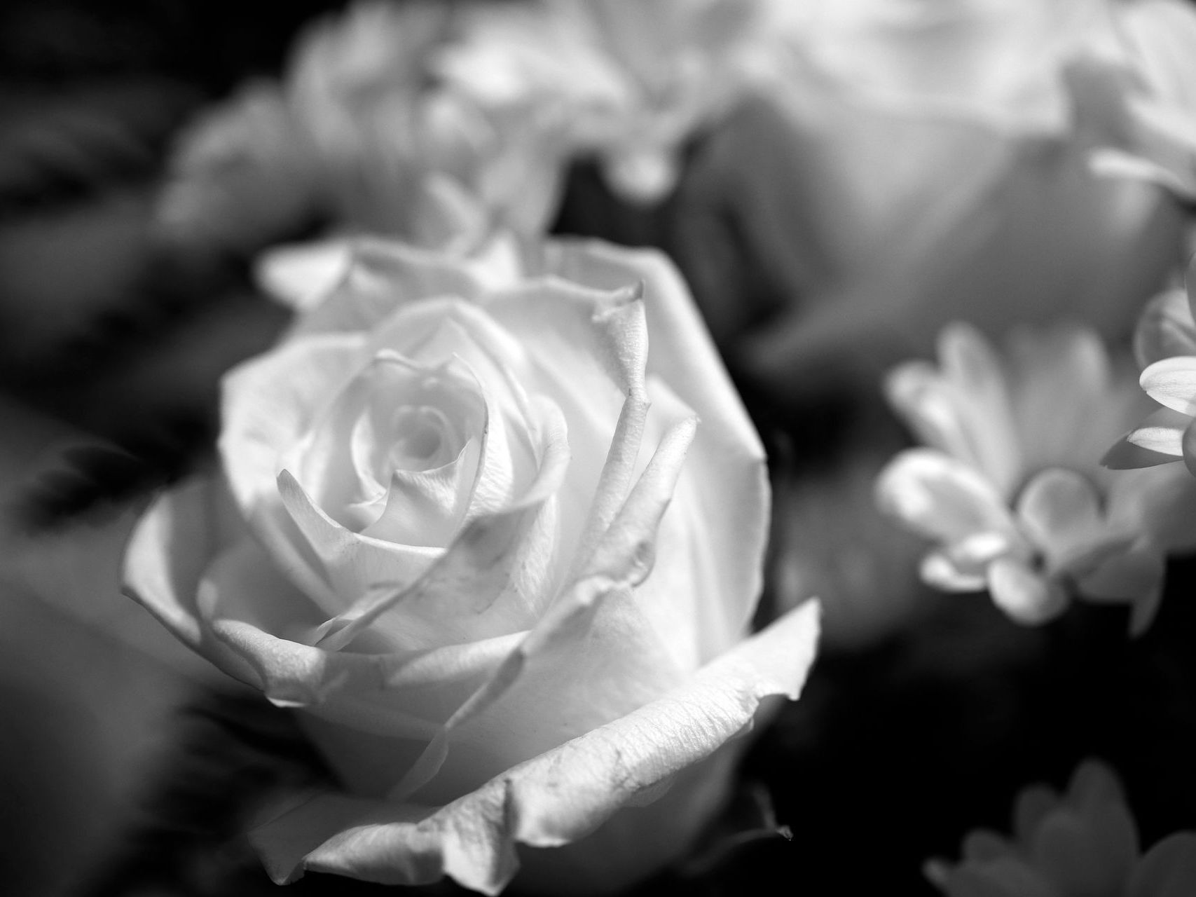 Rose et fleurs blanches