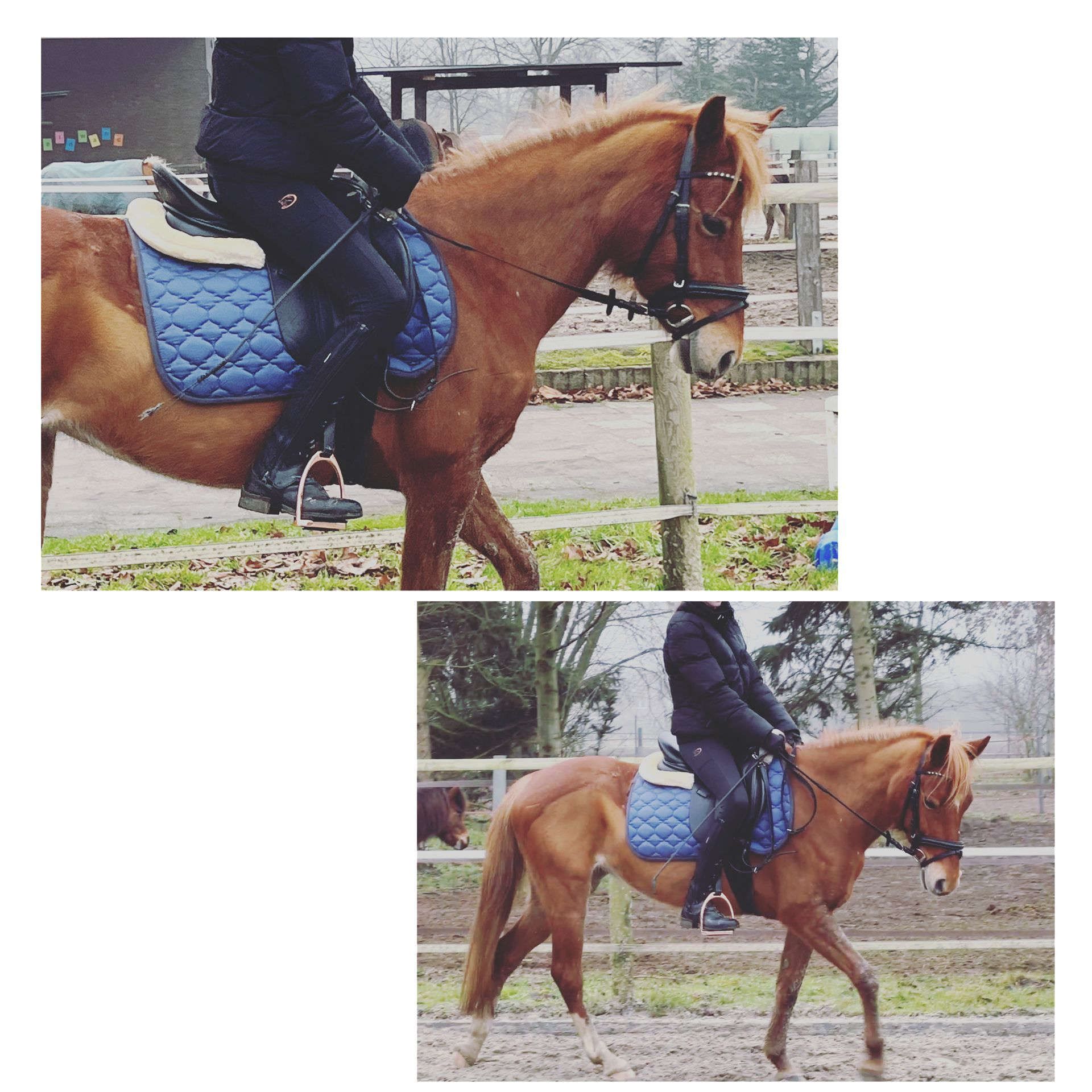 Training Sitzposition Pferd