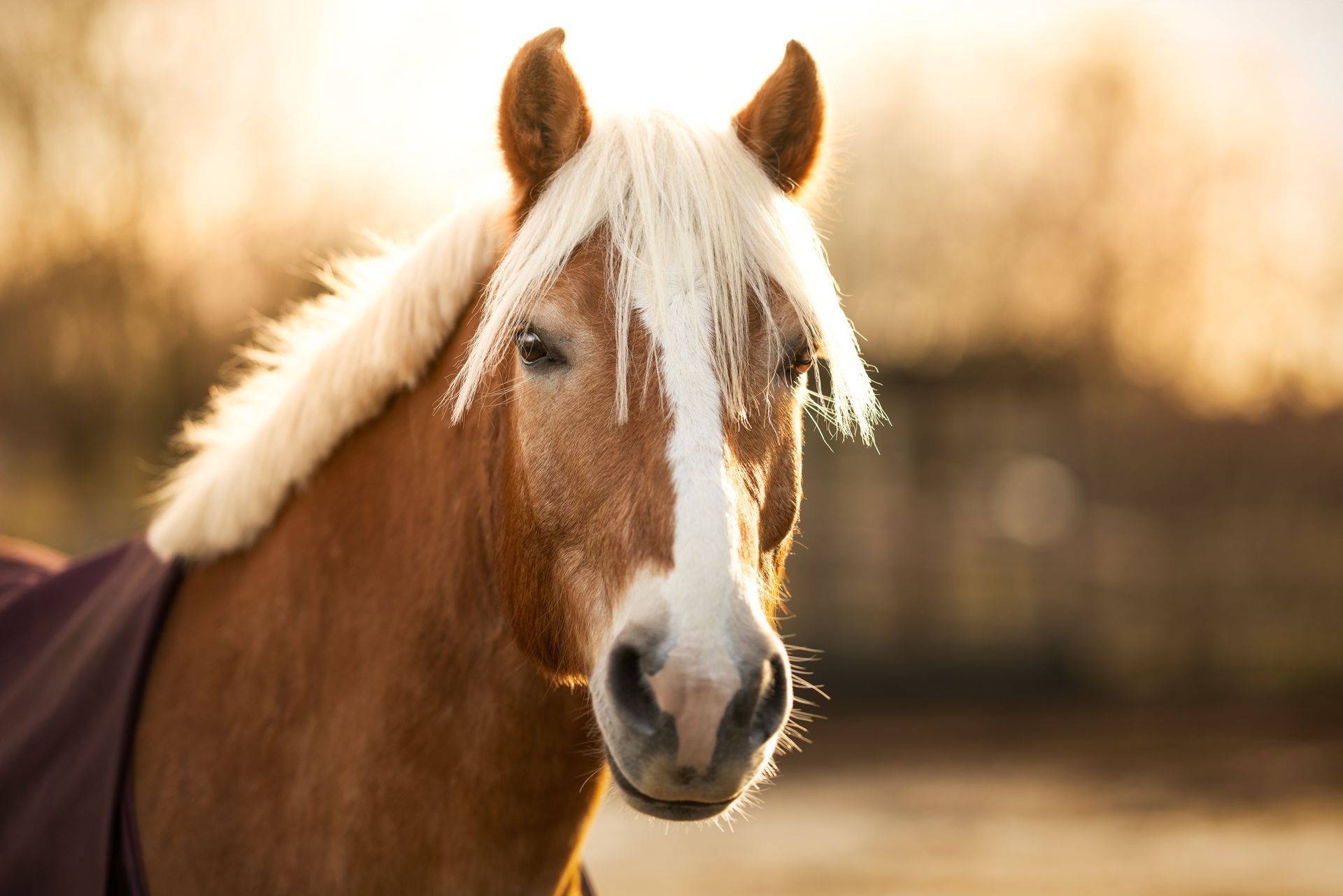 Haflinger