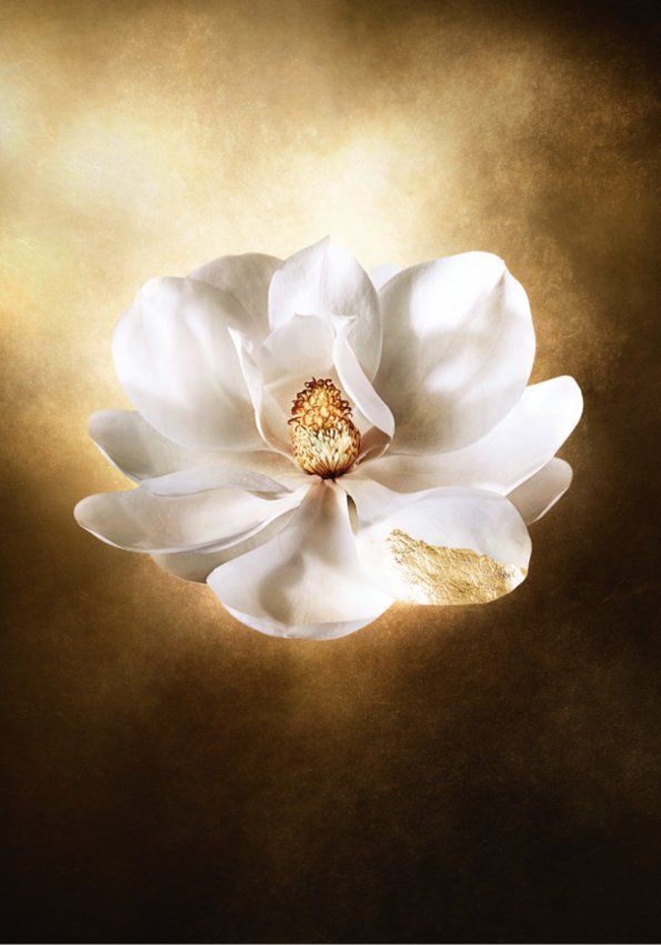 Fleur blanche