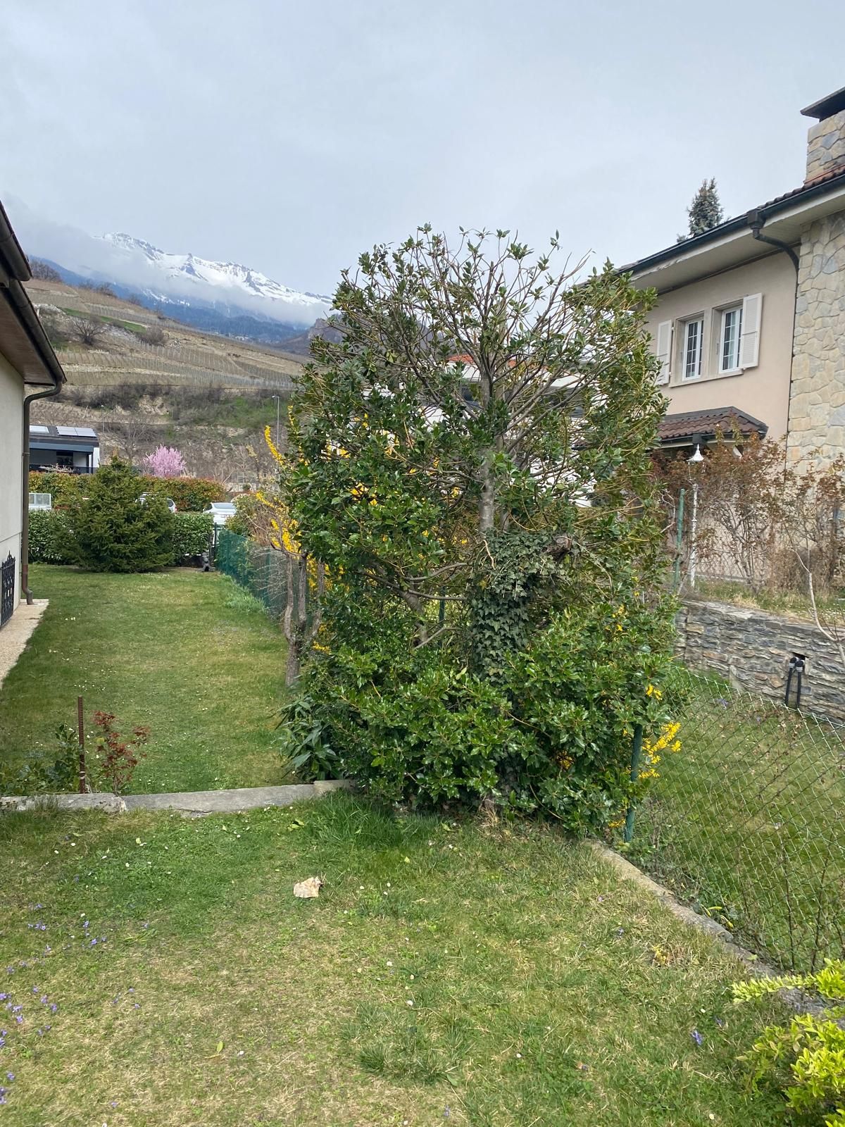 taille arbustre valais 