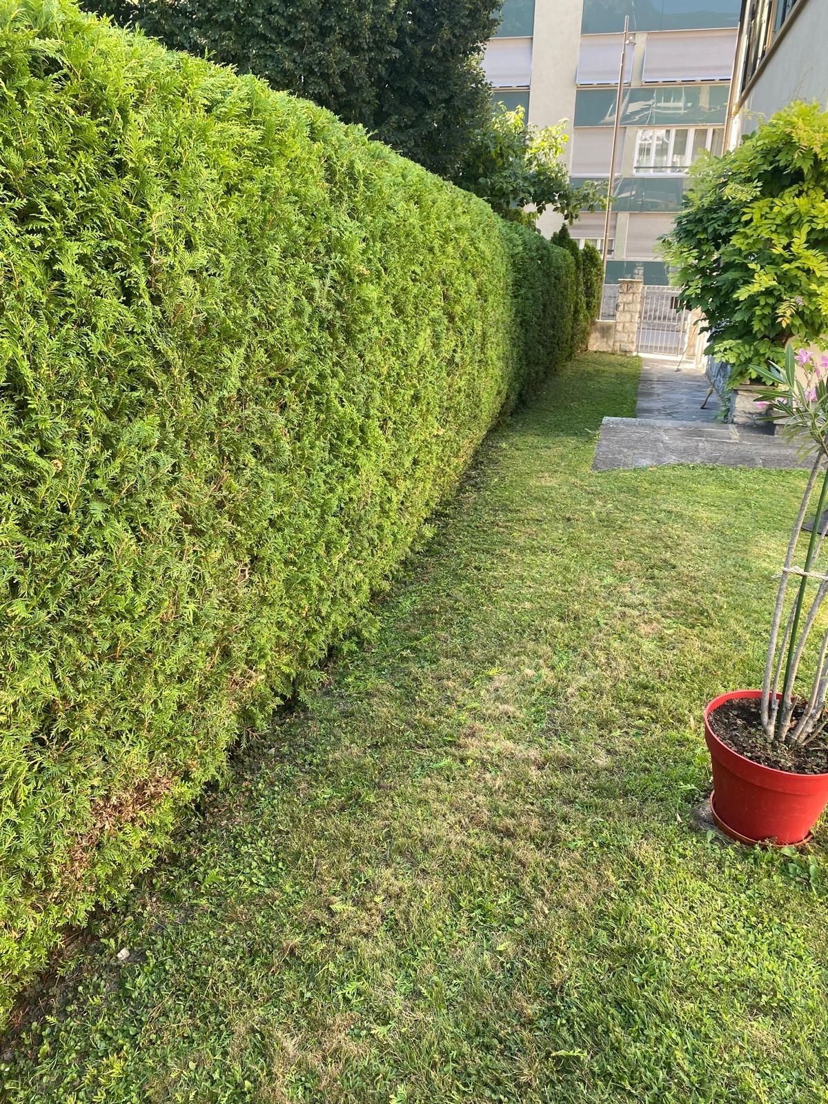 1. Arrosage ciblé et efficace
Les massifs et les haies ont besoin d’un arrosage profond mais espacé, surtout si le sol est paillé. Arrosez de préférence :
Le matin tôt ou en soirée,
Directement au pied des plantes pour éviter de mouiller le feuillage.
2. Tailles légères mais régulières
En été, on privilégie des tailles d’entretien :
Retirer les fleurs fanées : cela stimule la floraison continue,
Raccourcir les pousses trop longues sur les haies ou arbustes persistants,
Aérer les massifs pour favoriser la circulation de l’air.
⚠️Ne taillez jamais en pleine chaleur : attendez les heures plus fraîches ou une journée légèrement nuageuse.
3. Apporter du paillage
Le paillage permet de :
Garder la fraîcheur du sol,
Limiter les arrosages,
Stopper la repousse des mauvaises herbes.
Utilisez des paillis naturels (écorce, chanvre, paille) et renouvelez si besoin.
4. Surveiller l’état des plantes
L’été peut révéler certaines faiblesses :
 Feuilles jaunies ou flétries,
Parasites (pucerons, acariens),
Sol trop compact ou trop sec.
Un petit check visuel chaque semaine permet d’intervenir rapidement.
5. Penser à la suite
Préparez l’automne dès maintenant :
Faites une liste des plantes à remplacer,
Réfléchissez à une restructuration des massifs si certaines zones sont peu florifères,
Prévoyez des apports de compost ou d’engrais à libération lente pour prolonger la vitalité des plantes.
Notre conseil pro : un entretien bien réalisé en été permet d’éviter beaucoup de travail à l’automne !