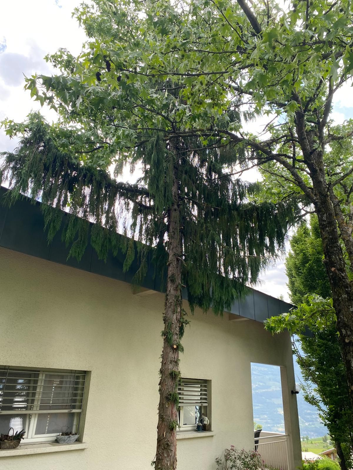 abattage d'arbre Valais