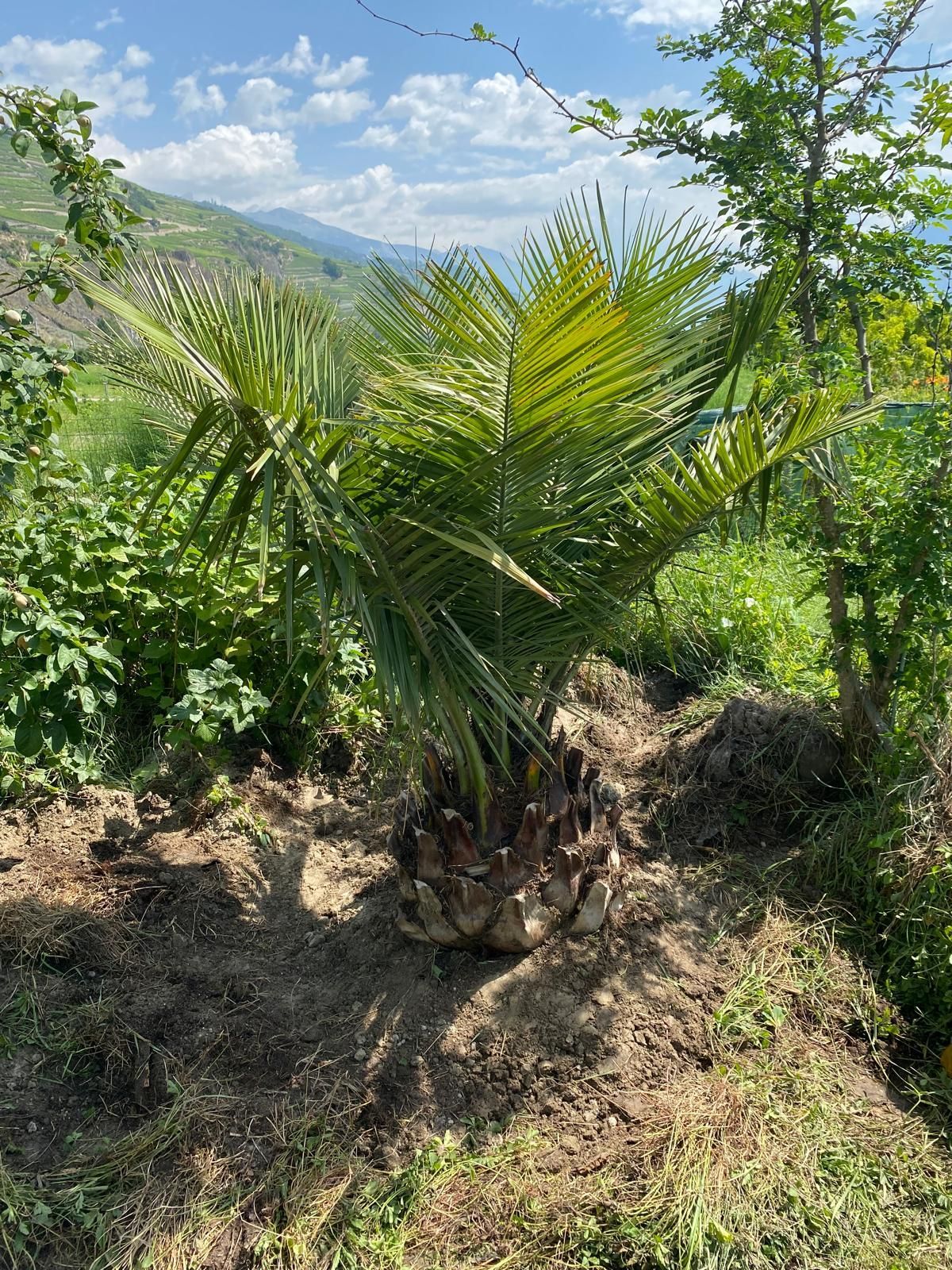 palmier planté