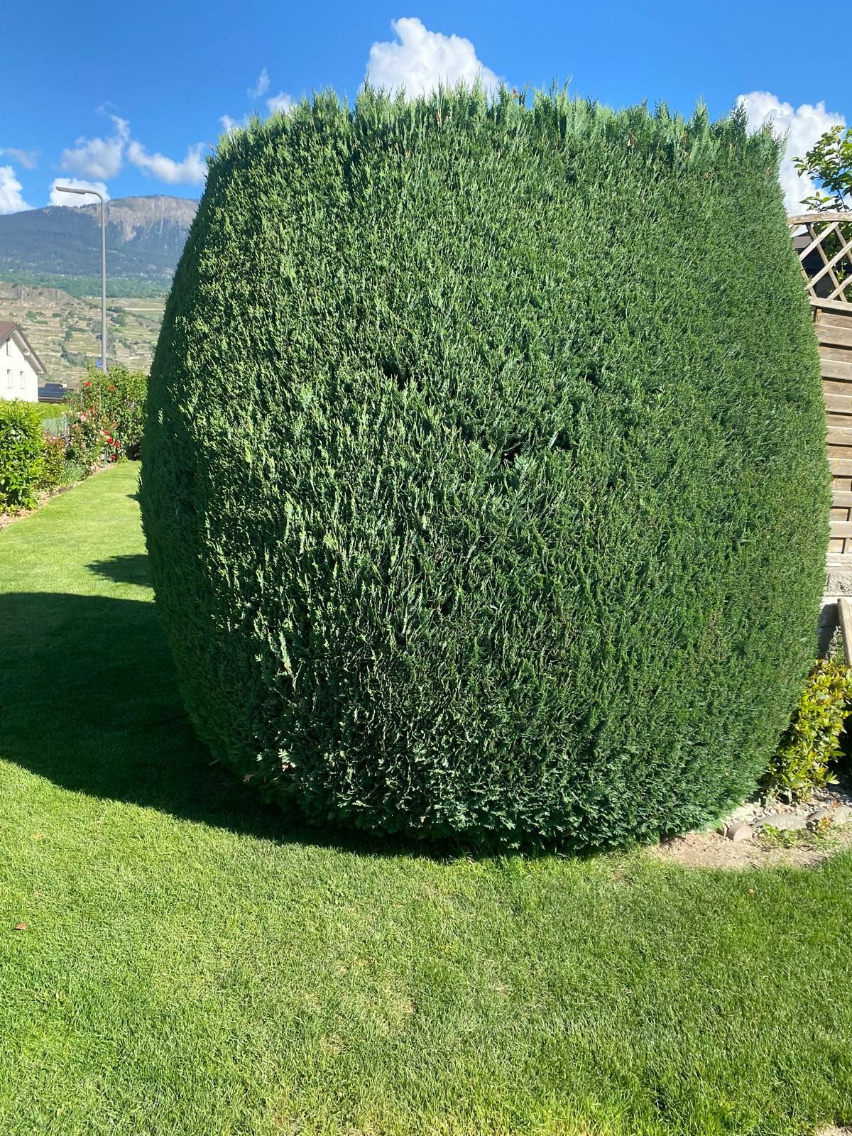 entretien taille haie