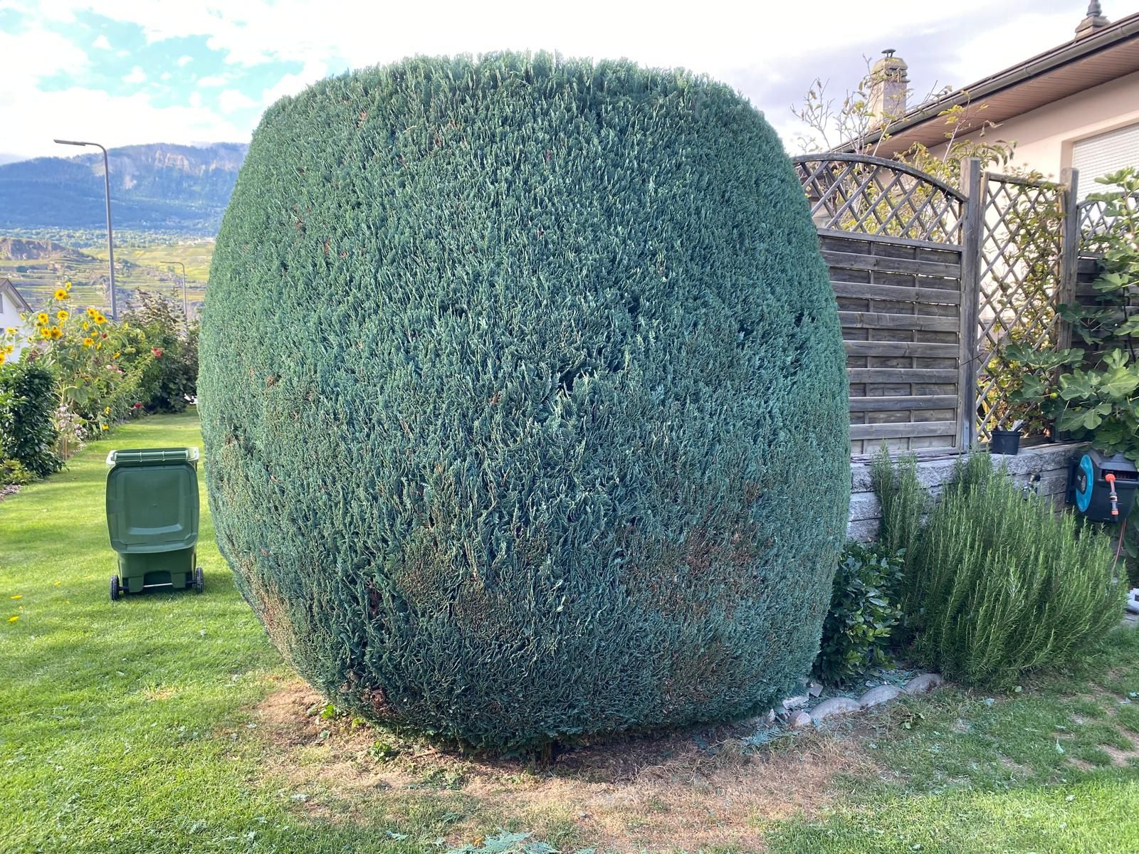 Taille arbuste valais