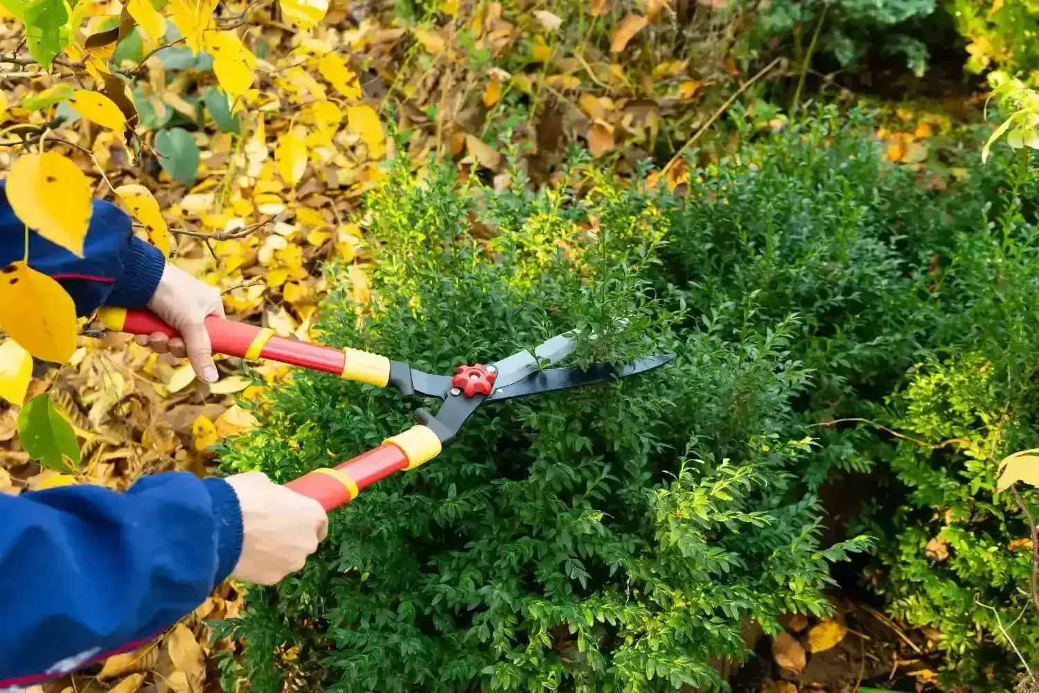 Persona podando un arbusto verde con tijeras con mango rojo y amarillo al aire libre.