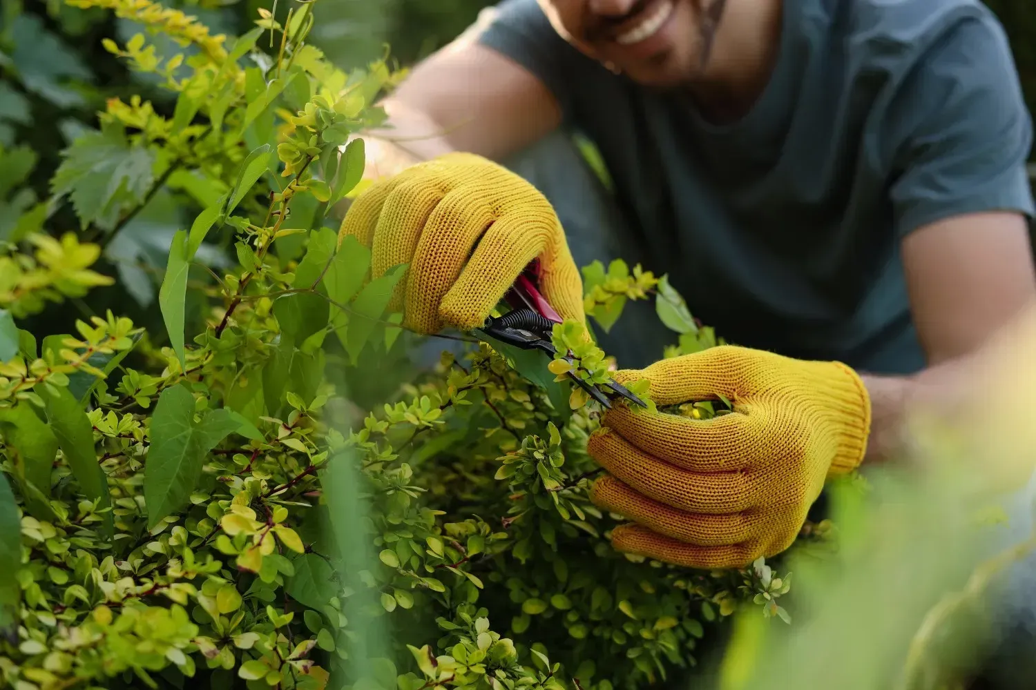 Persona con guantes amarillos podando un arbusto verde al aire libre.