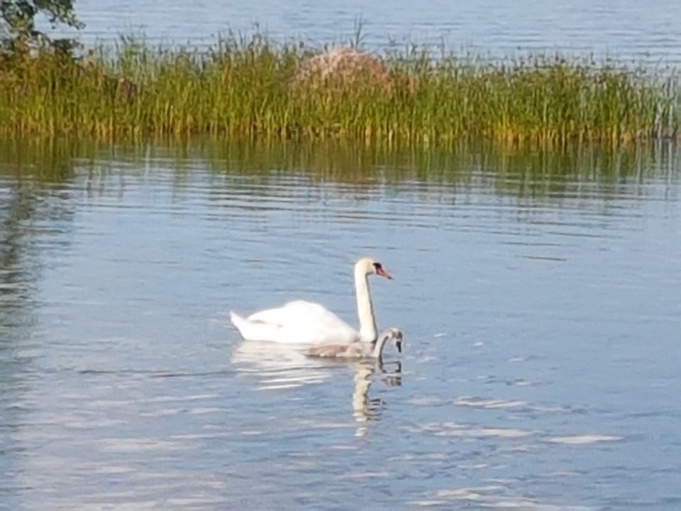 Psykoterapiapalvelu Silja Mäki
