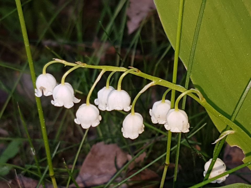 Psykoterapiapalvelu Silja Mäki