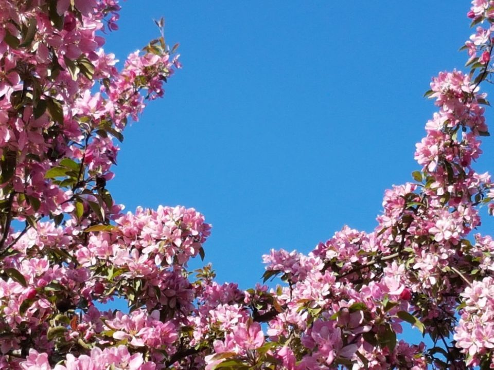 Psykoterapiapalvelu Silja Mäki