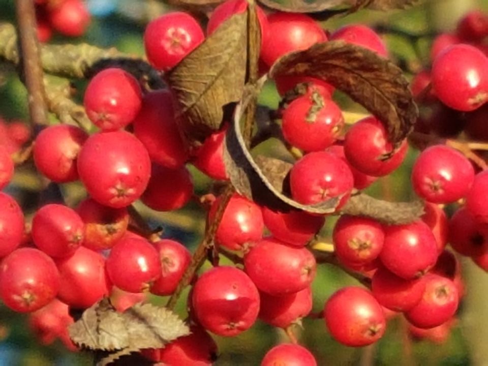 Psykoterapiapalvelu Silja Mäki
