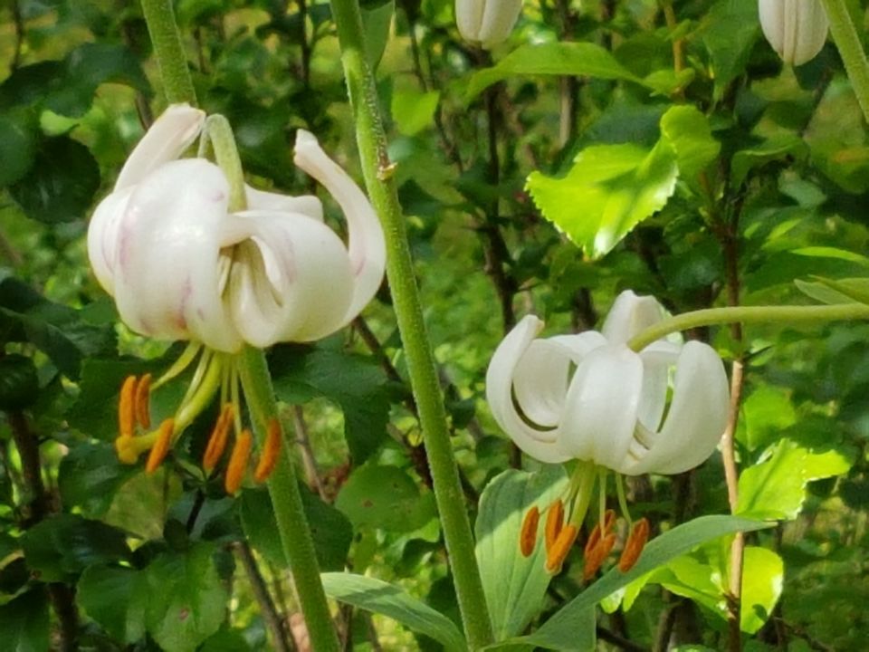 Psykoterapiapalvelu Silja Mäki