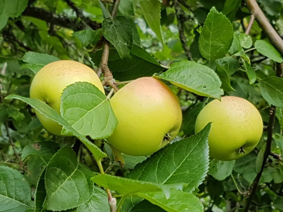Psykoterapiapalvelu Silja Mäki