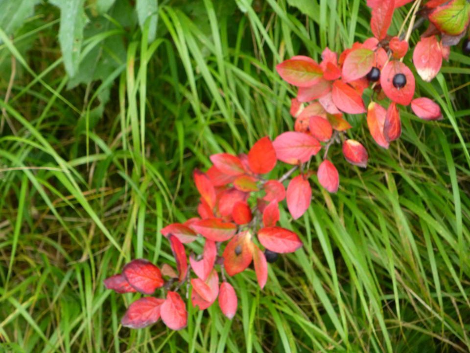 Psykoterapiapalvelu Silja Mäki