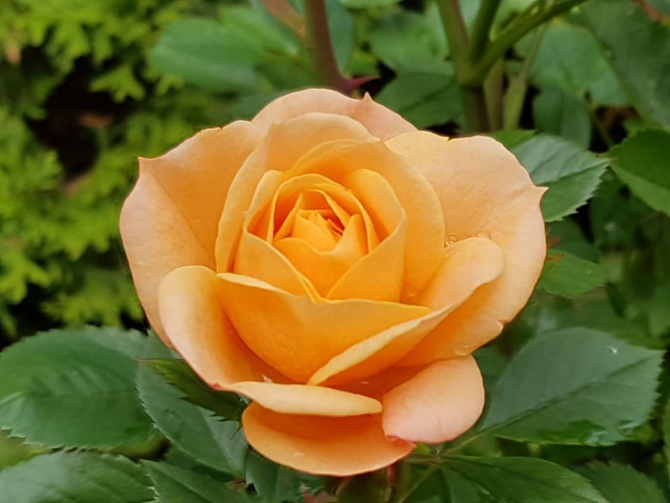 Psykoterapiapalvelu Silja Mäki