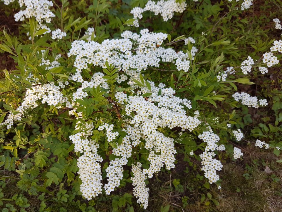 Psykoterapiapalvelu Silja Mäki