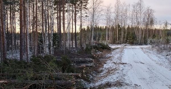 Kaadetut puut rivissä tien laidassa