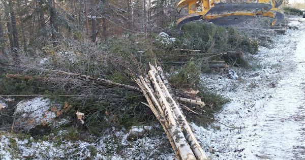 Kaadettuja puita tien laidassa