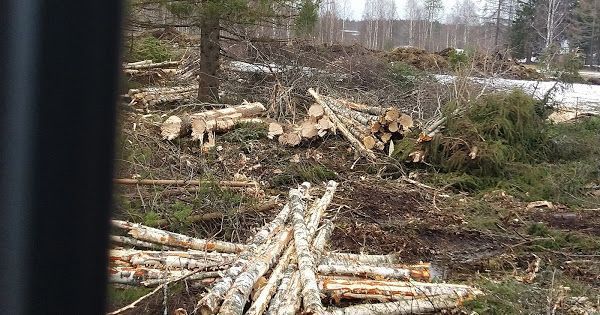 Puunkaato metsässä