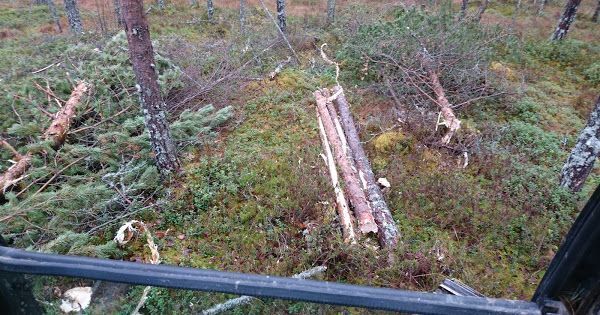 Metsätyöt, puunkaato