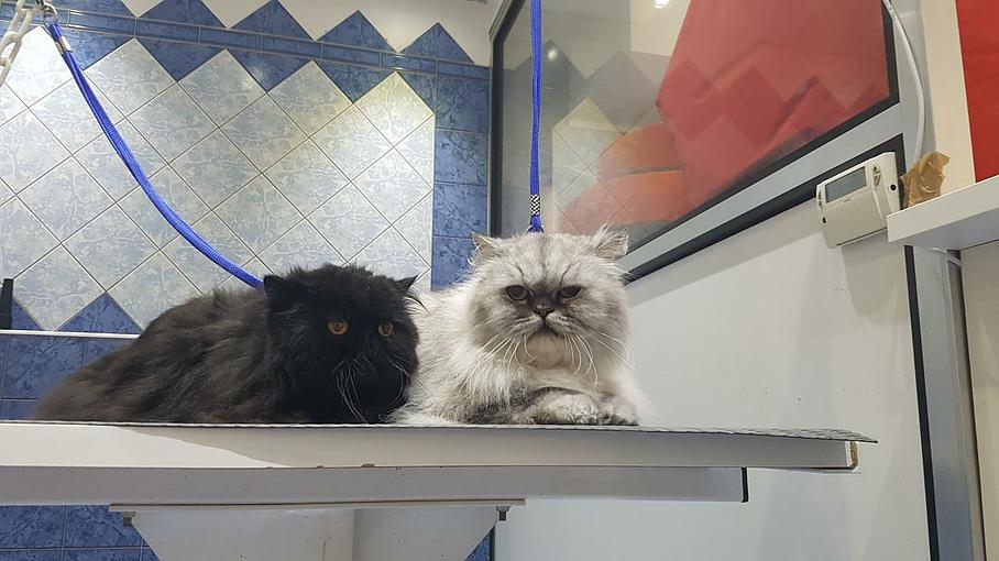 Toilettage De Votre Chat A Levallois Perret