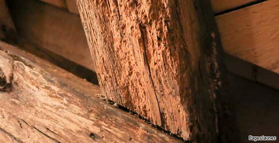 Poutre, traitement de bois