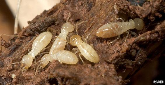 Traitement contre les termites