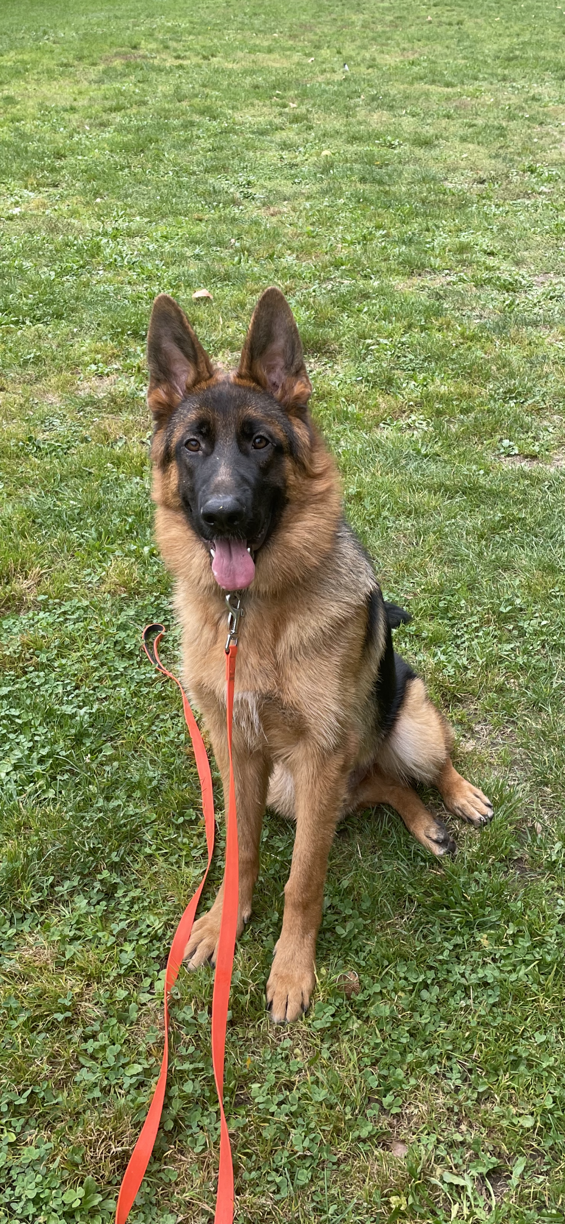 Chien de race berger allemand assis