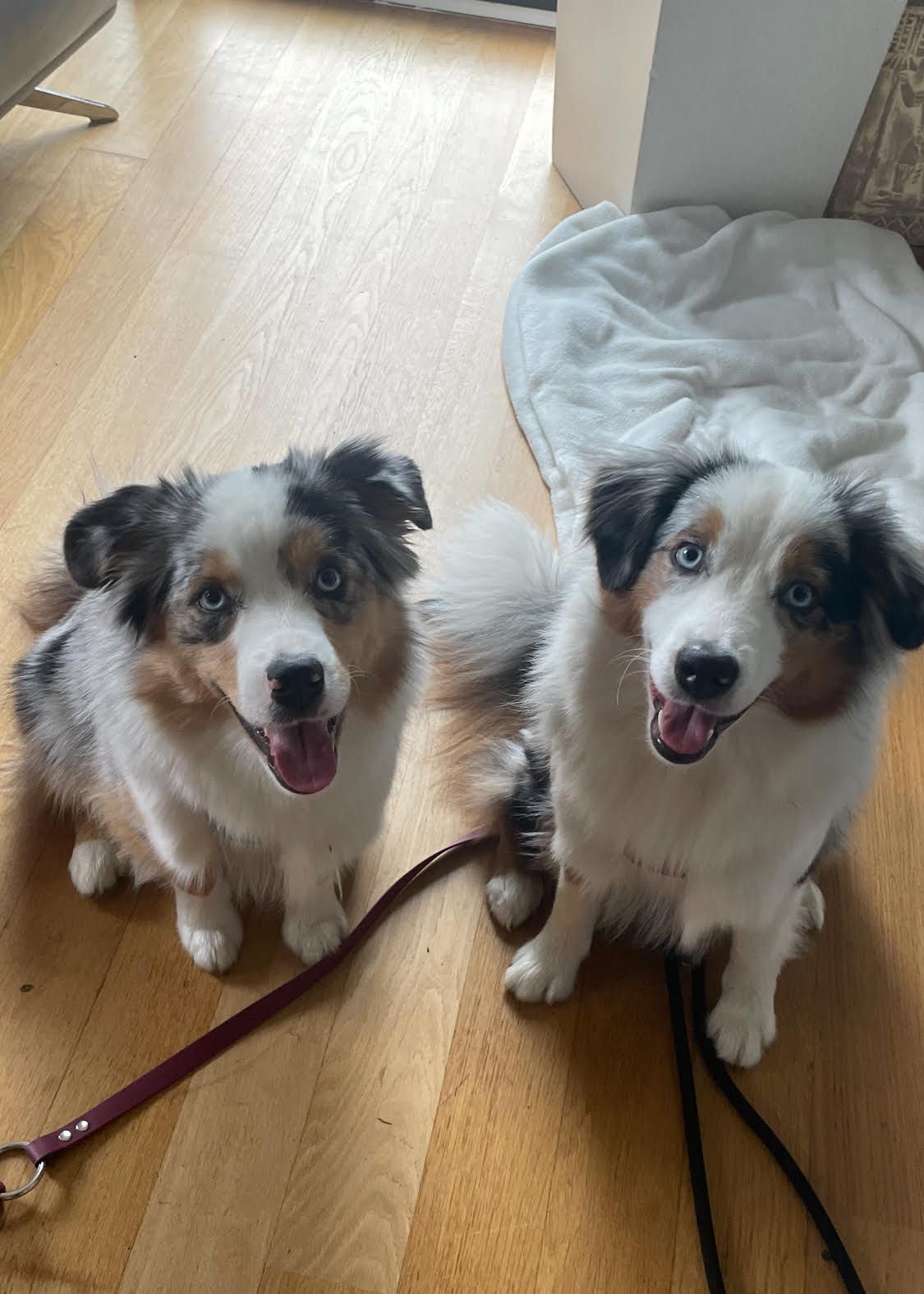 Deux bergers australiens