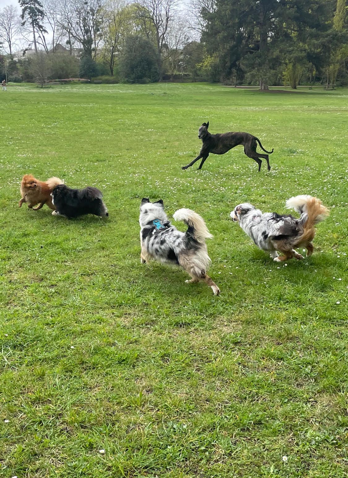 Plusieurs chiens de race différente qui courent dans terrain