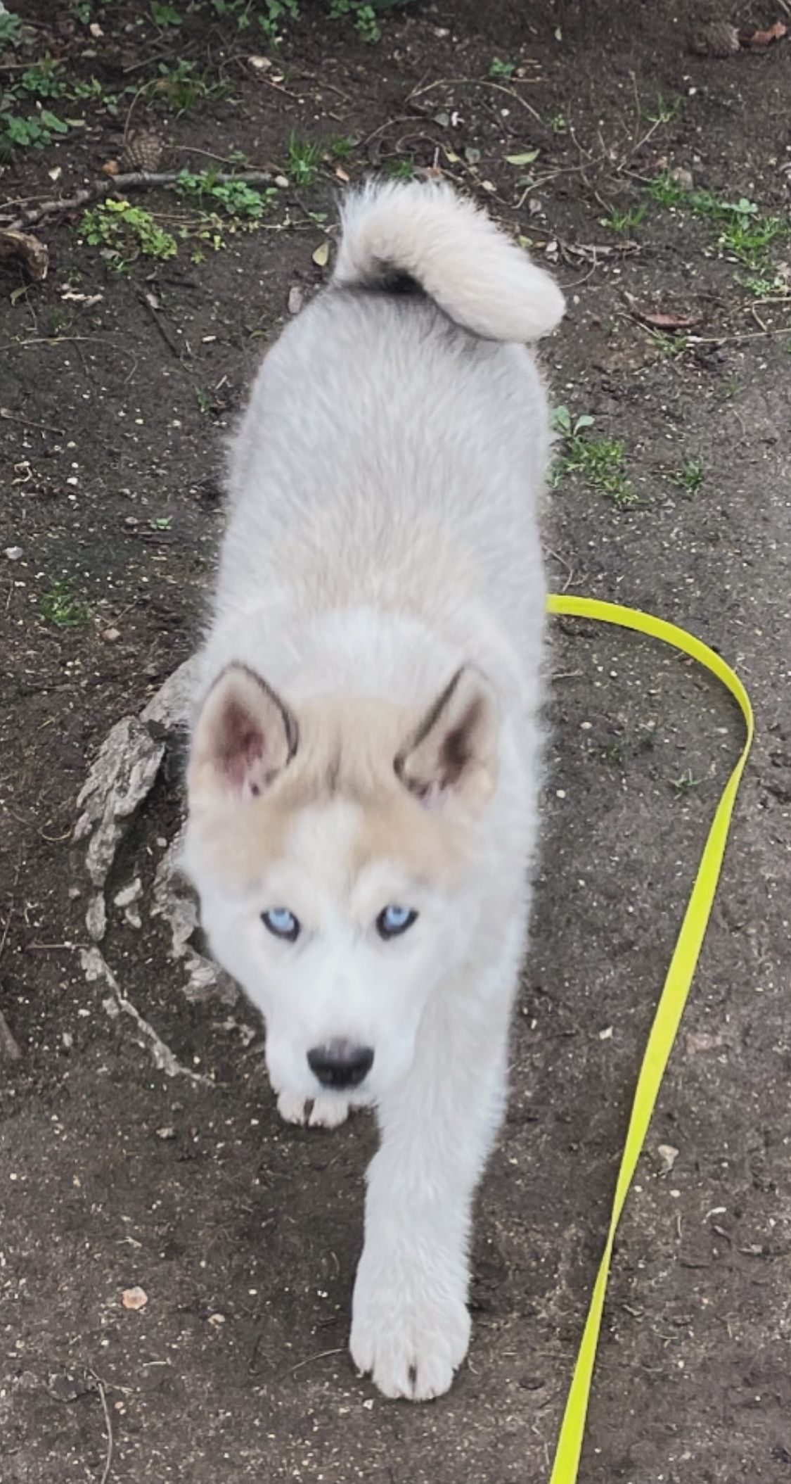 Un husky avec des yeux bleus et un pelage clair