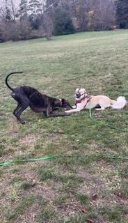 Deux chiens qui jouent ensemble
