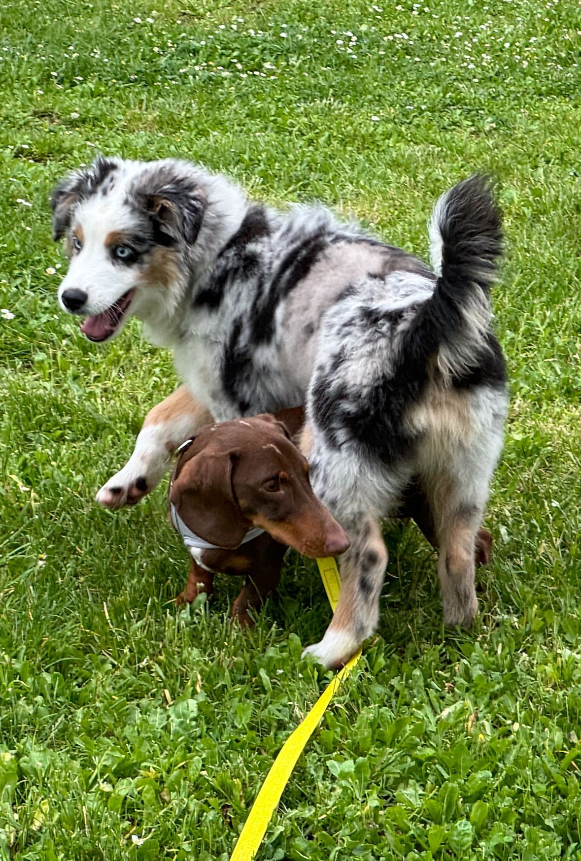 Un chien qui lève la patte