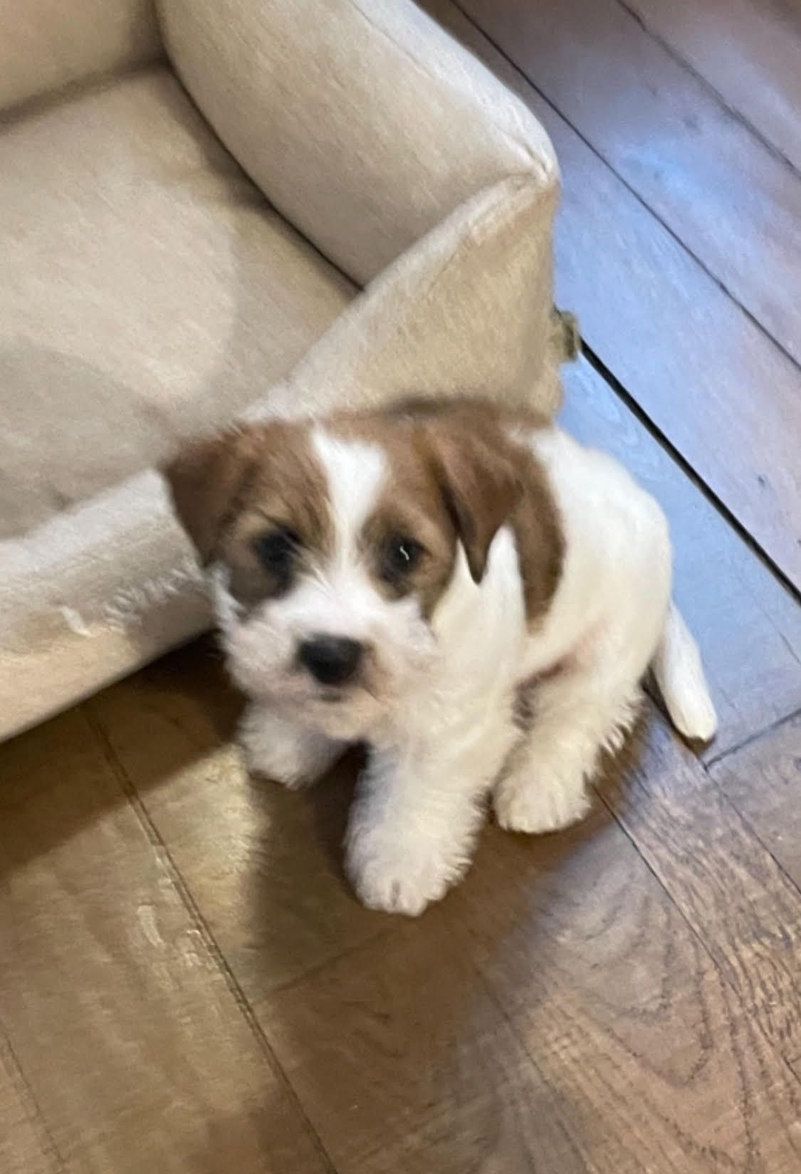 Un chien brun et blanc