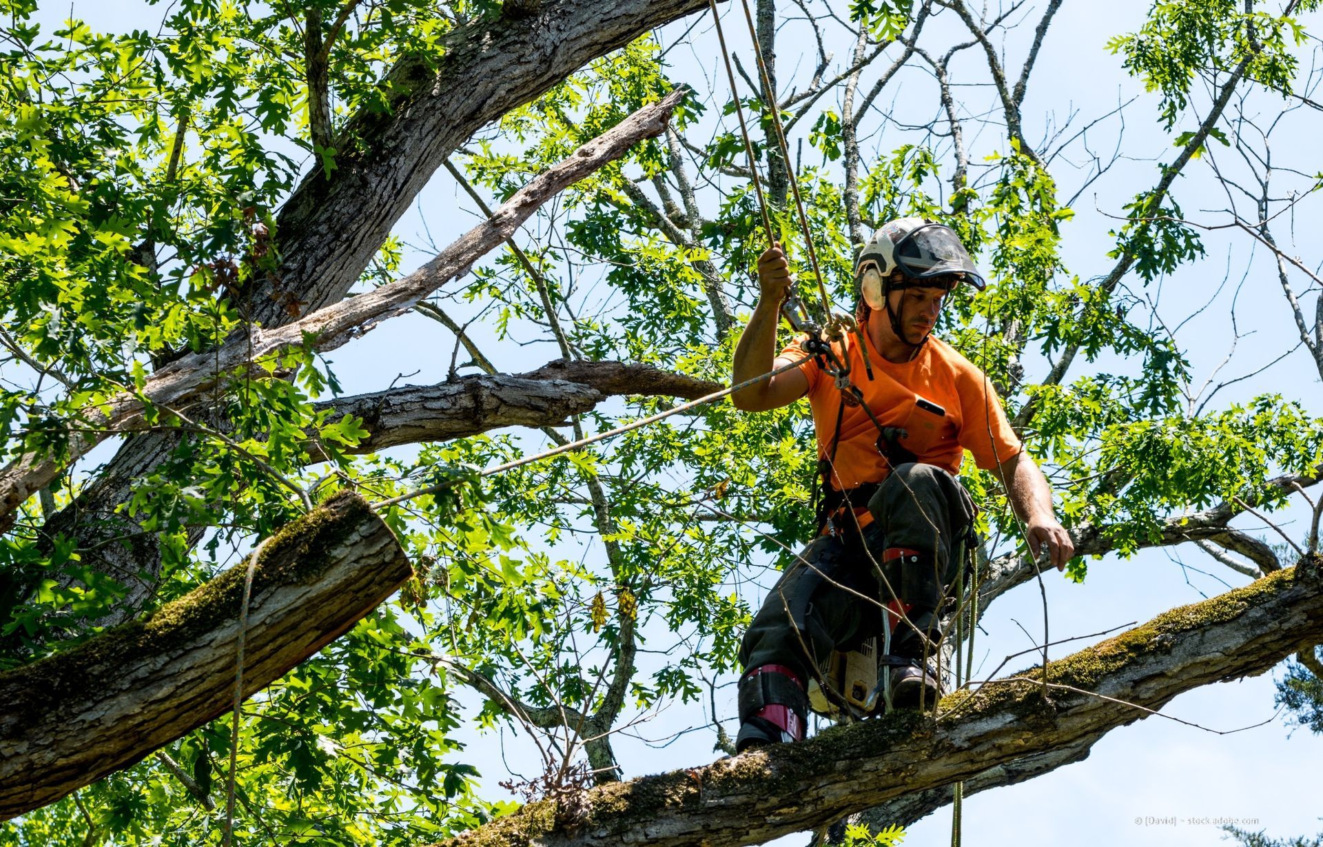 Zwei Baumpfleger schneiden von einer Hebebühne aus Äste ab. Sie tragen Sicherheitskleidung, sind in leuchtenden Farben und stehen im Freien.