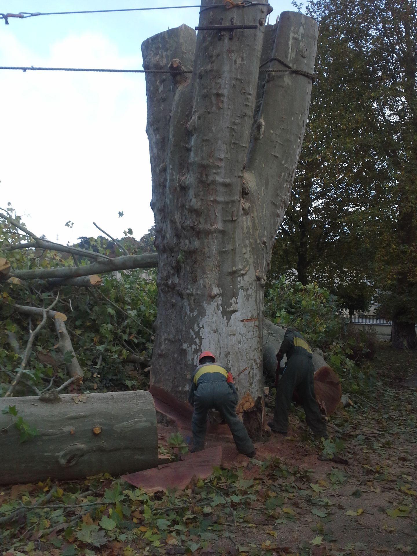 Démontage et abattage d'un arbre