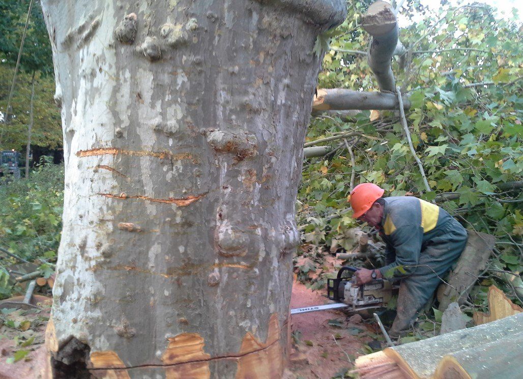 Abattage d'un grand arbre