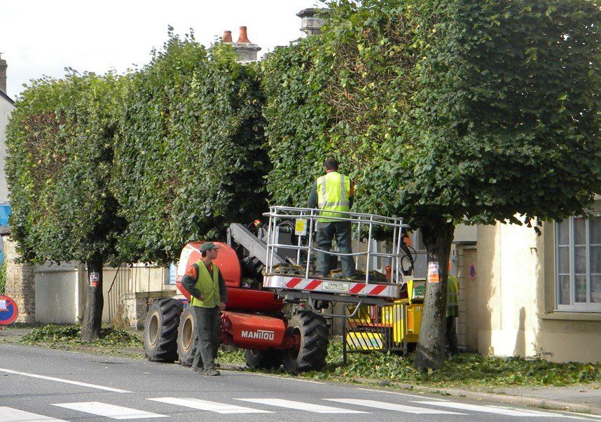 Taille de plusieurs arbres