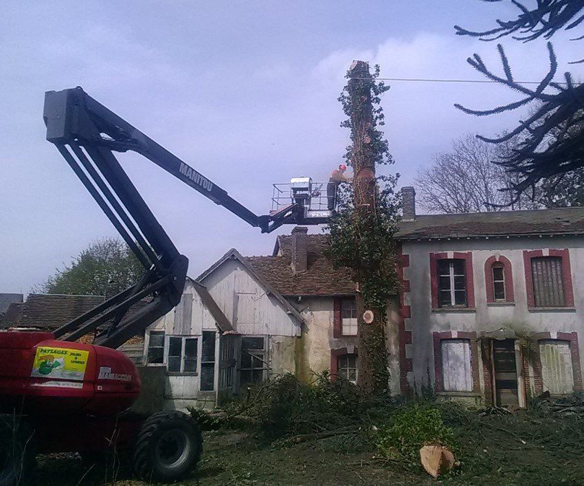 Élagage d'un arbre de grande hauteur