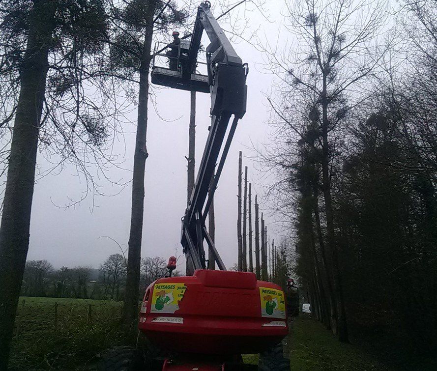 Élagage des branches d'un arbre haut