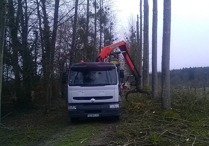 Ramassage des branches au pied d'un arbre